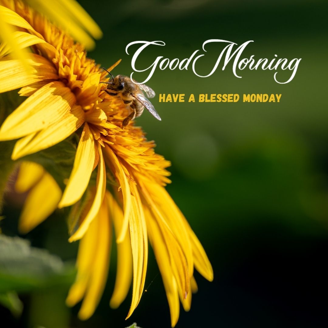 Inspirational image featuring the phrase good morning blessed monday image in vibrant colors